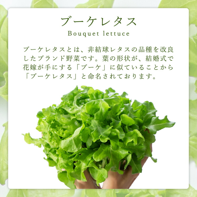 楽天市場】ブーケレタス 熊本県産 水耕栽培 選べるお届け内容量：1