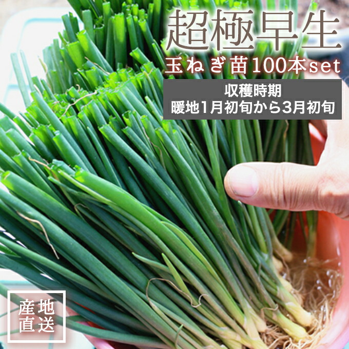楽天市場】静岡県産 超極早生 新 玉ねぎ 苗 100本 入り 玉ねぎ 1月