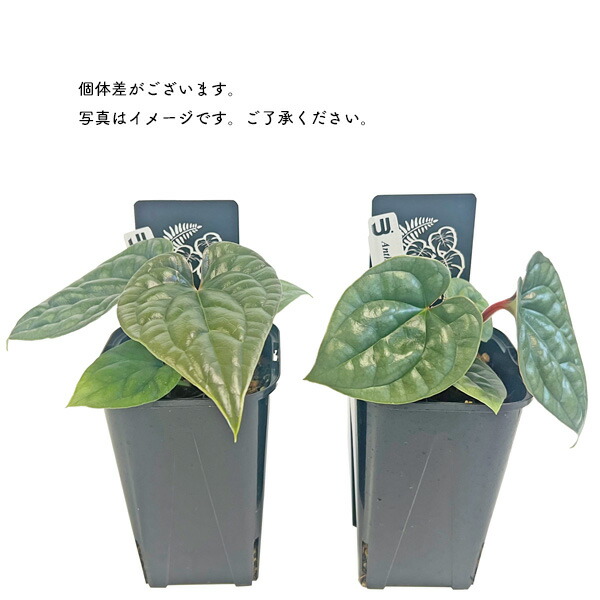 楽天市場】アンスリウム ルクスリアンス 3.5号 アーバンジャングル