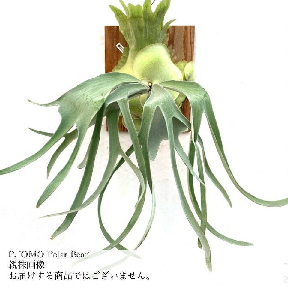 楽天市場】(現品) ビカクシダ 'オモ' ポーラーベア (TC) (No.41035