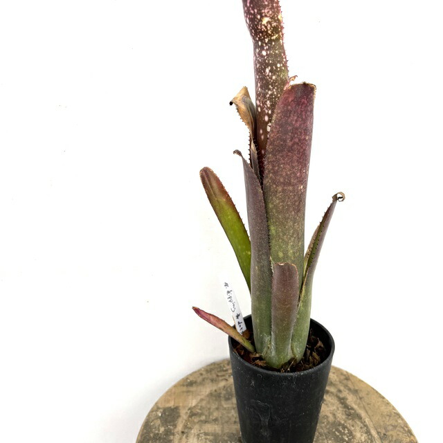 ビルベルギア ディッピンドッツ】孫株出そうな突起付き♪発根済