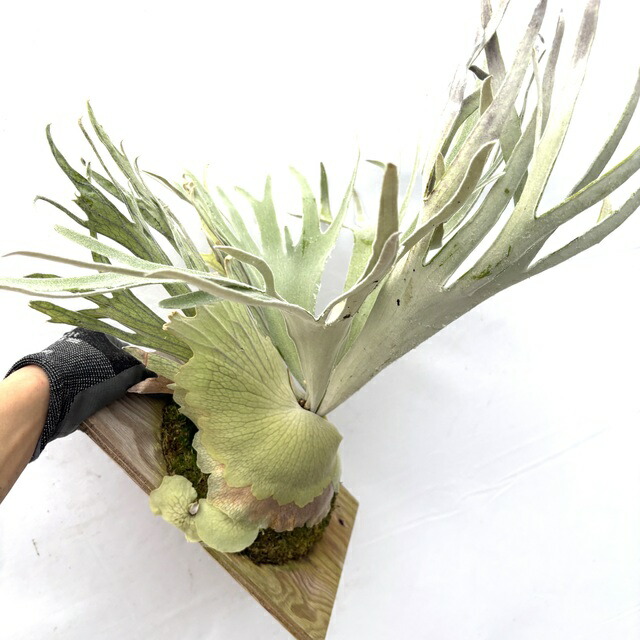 楽天市場】(現品) ビカクシダ ウィリンキー 'ペドロタツタ' TC苗 (No