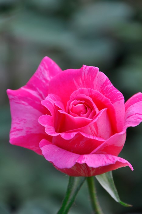 楽天市場】バラ苗【中苗】キャンディストライプ 国産苗 6号鉢植え品《J