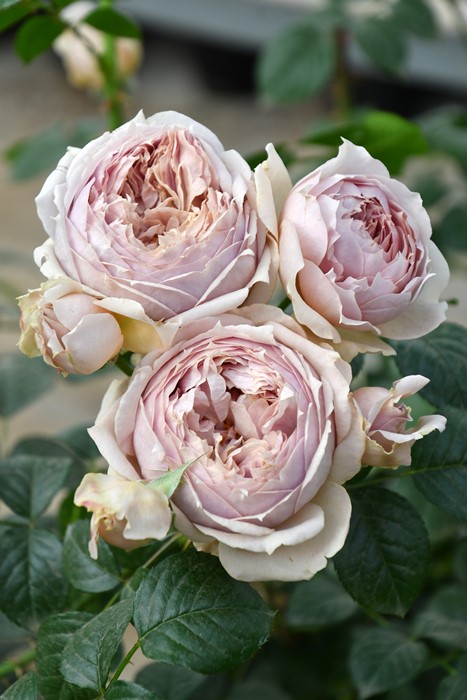 楽天市場】【冬季大苗】バラ苗 ルクソール 国産苗 6号鉢植え品［農林