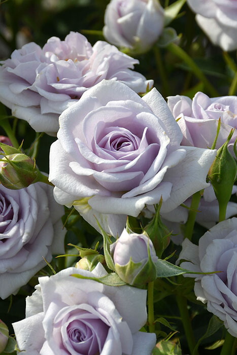 楽天市場】【冬季大苗】バラ苗 アクアノート 国産苗 6号鉢植え品［農林