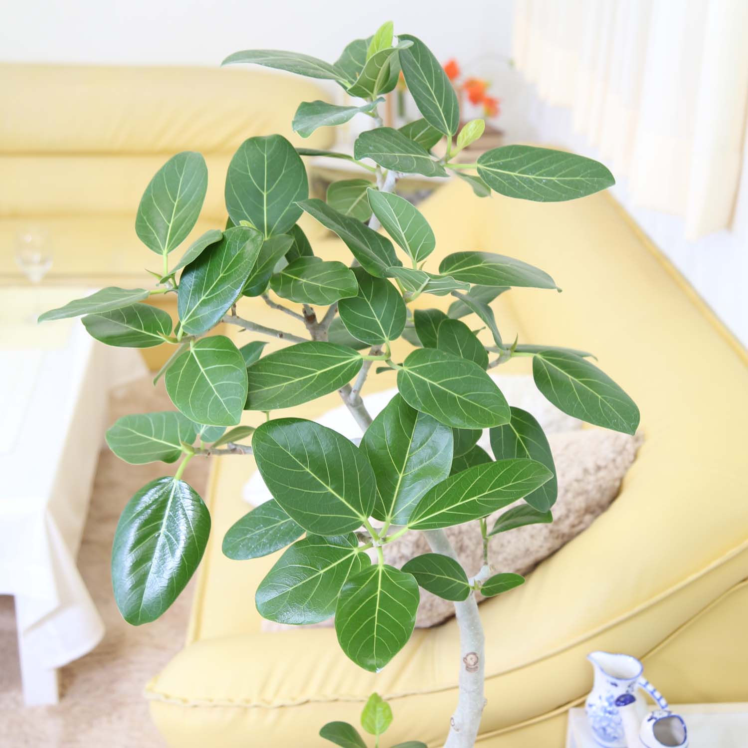 楽天市場】フィカス ベンガレンシス（ベルガルゴム） ホワイト陶器鉢