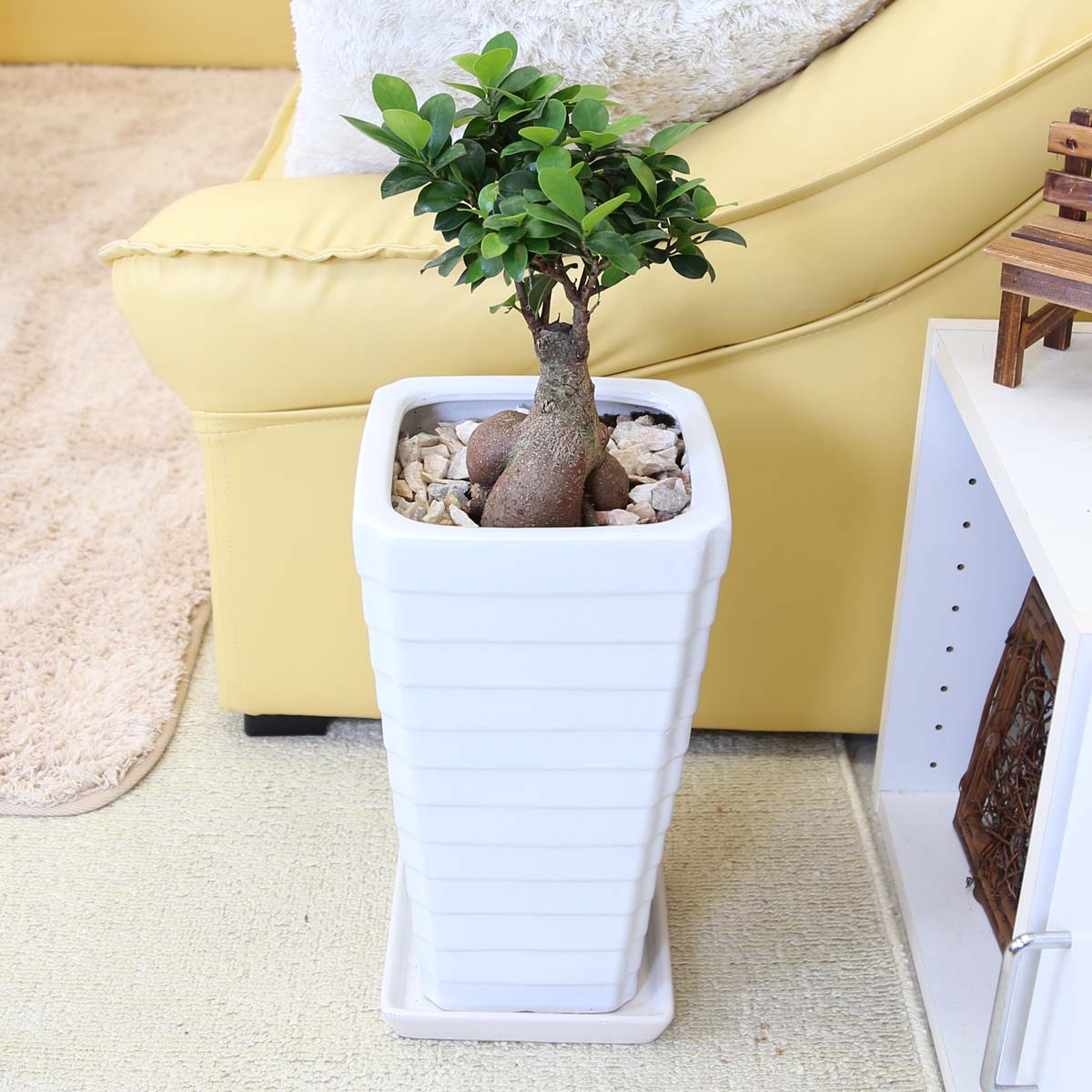 観葉植物 7号 ガジュマル」の人気商品一覧 | 安い商品を通販サイトから