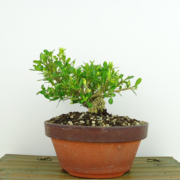 楽天市場】盆栽 台湾黄楊 樹高 約11cm たいわんつげ タイワンツゲ 柘植