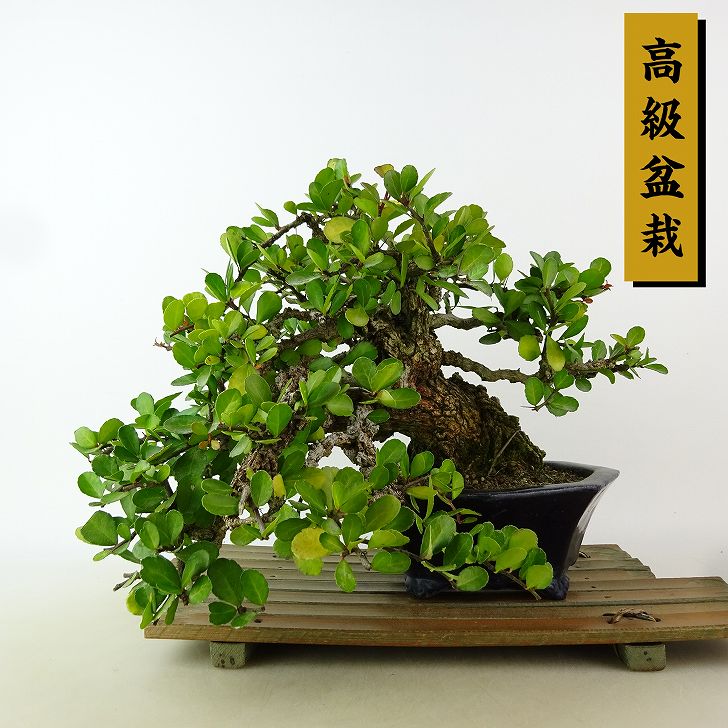 針蔓正木 沖縄盆栽 マッコウ 値下げ 針蔓正木 沖縄盆栽 マッコウ 値下げ