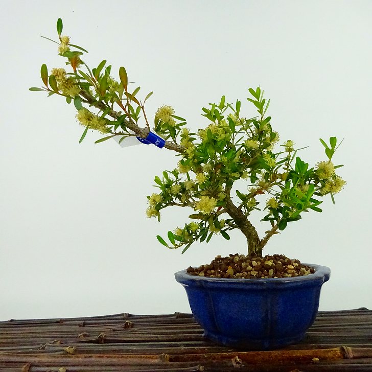 楽天市場】盆栽 台湾黄楊 樹高 約17cm たいわんつげ タイワンツゲ 柘植