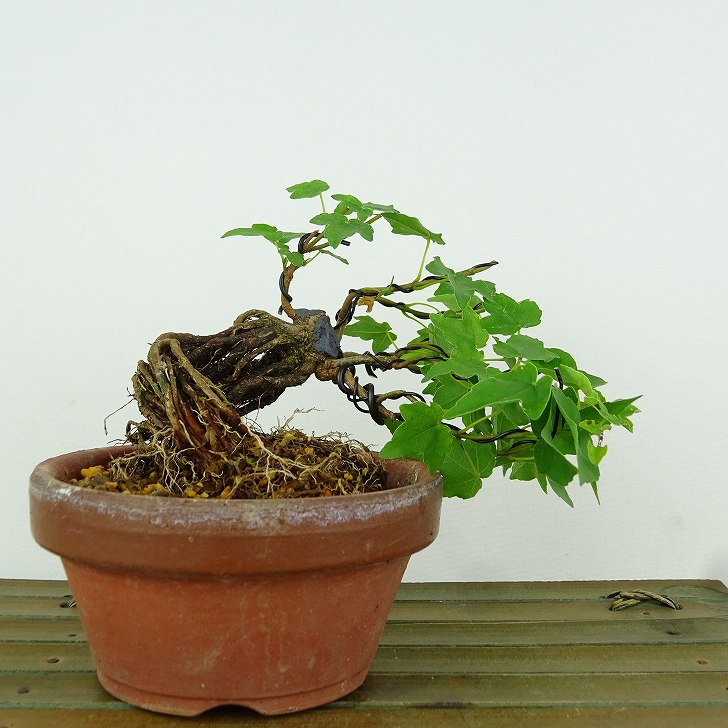 楽天市場】盆栽 楓 宮様楓 樹高 上下 約11cm かえで Acer カエデ 紅葉