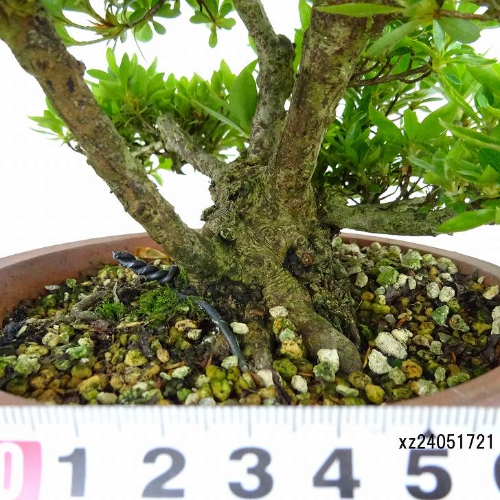楽天市場】盆栽 皐月 明美の月 樹高 約16cm さつき Rhododendron