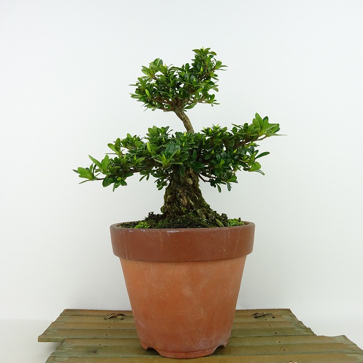 楽天市場】盆栽 皐月 明美の月 樹高 約19cm さつき Rhododendron