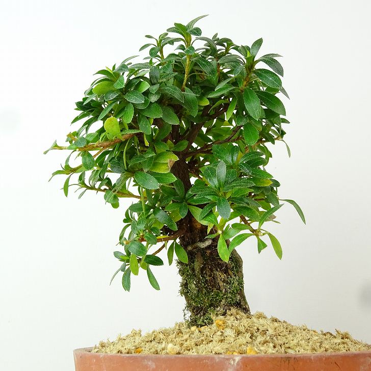楽天市場】盆栽 皐月 明美の月 樹高 約17cm さつき Rhododendron