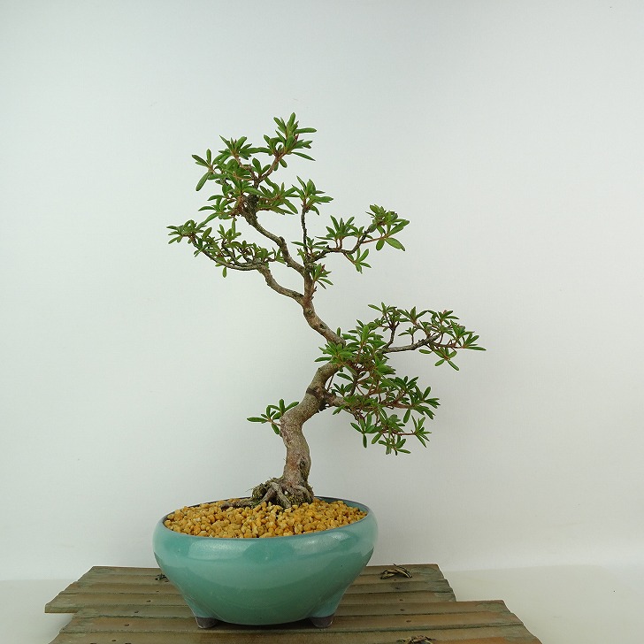 楽天市場】盆栽 皐月 星の輝 樹高 約26cm さつき Rhododendron indicum