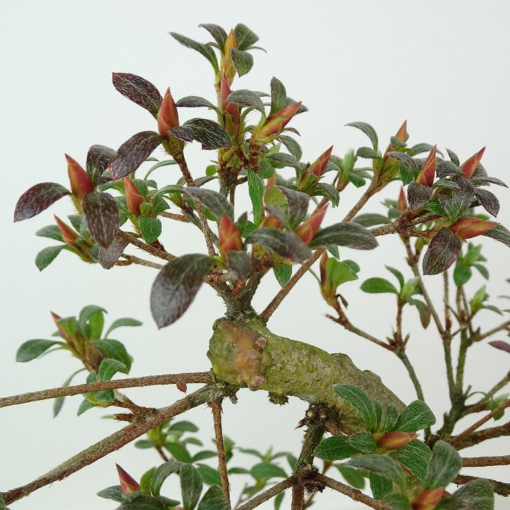 楽天市場】盆栽 皐月 神鏡 樹高 約21cm さつき Rhododendron indicum