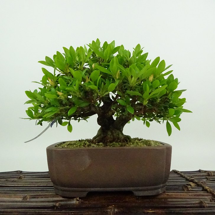 楽天市場】盆栽 皐月 光の司 樹高 約14cm さつき Rhododendron indicum