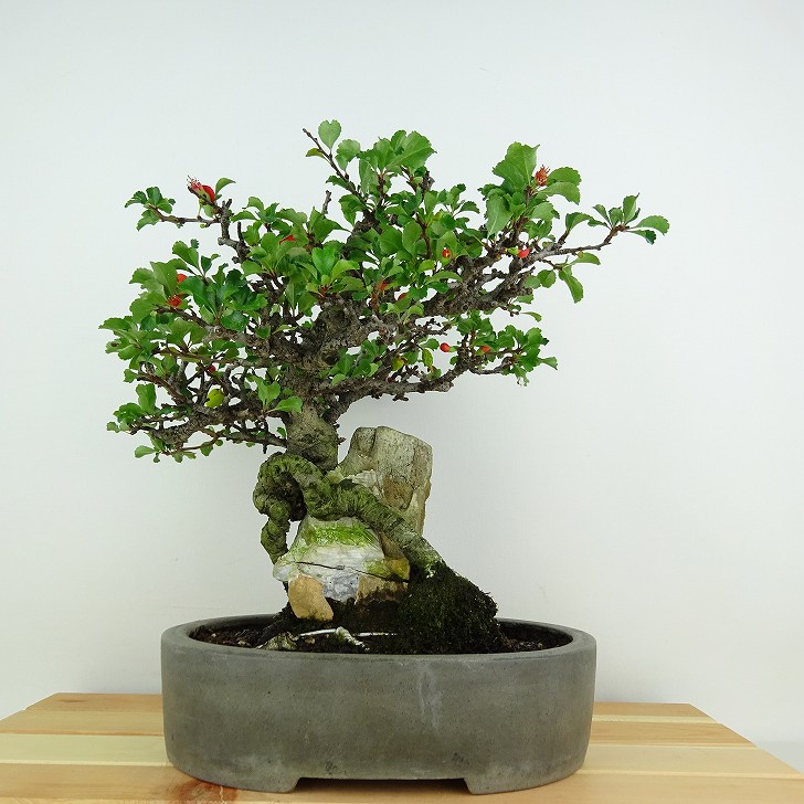楽天市場】盆栽 梅 長寿梅 樹高 約26cm ちょうじゅばい Chaenomeles