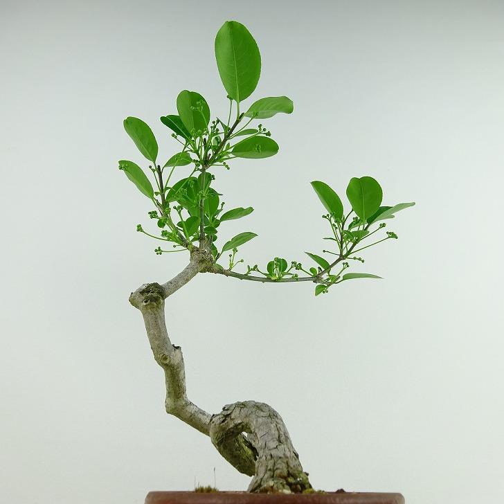 楽天市場】盆栽 真弓 樹高 約23cm まゆみ Euonymus sieboldianus