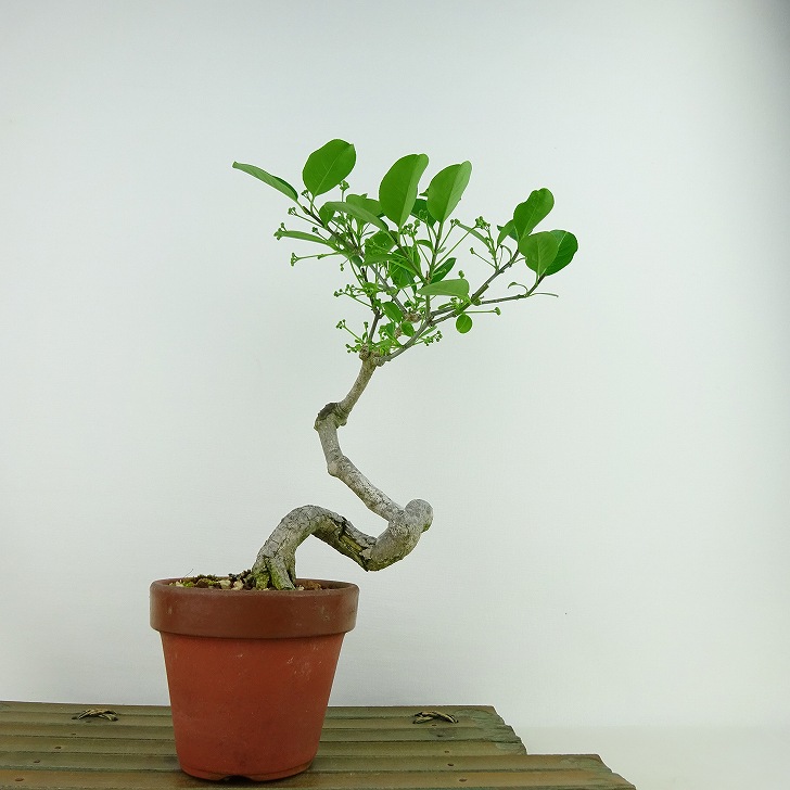 楽天市場】盆栽 真弓 樹高 約23cm まゆみ Euonymus sieboldianus