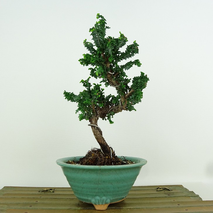 楽天市場】石化 ヒノキ 盆栽の通販