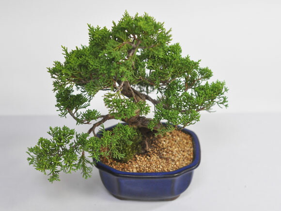 楽天市場】ミニ盆栽 真柏 ジンシャリが見事な特選真柏の盆栽 小品ミニ