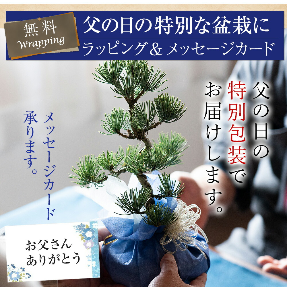 楽天市場】盆栽 五葉松 はじめての4点道具セット 樹齢7年 松 高松盆栽