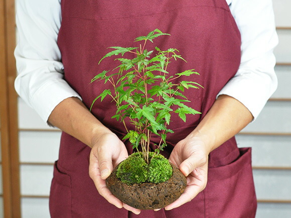 楽天市場】盆栽 もみじ 寄せ植え 石付き 山もみじ 紅葉 ミニ盆栽