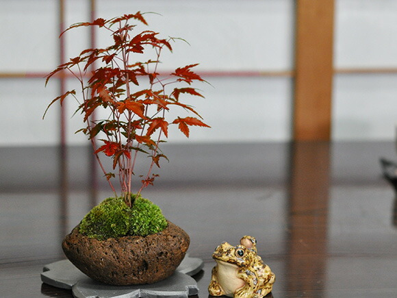 楽天市場】盆栽 もみじ 寄せ植え 石付き 山もみじ 紅葉 ミニ盆栽