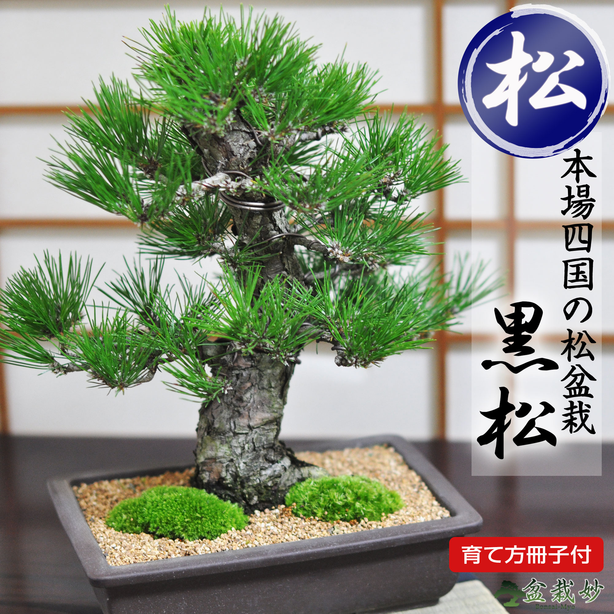 楽天市場】ミニ盆栽 松 黒松 威風堂々 中品 高級 ブランド ミニ盆栽