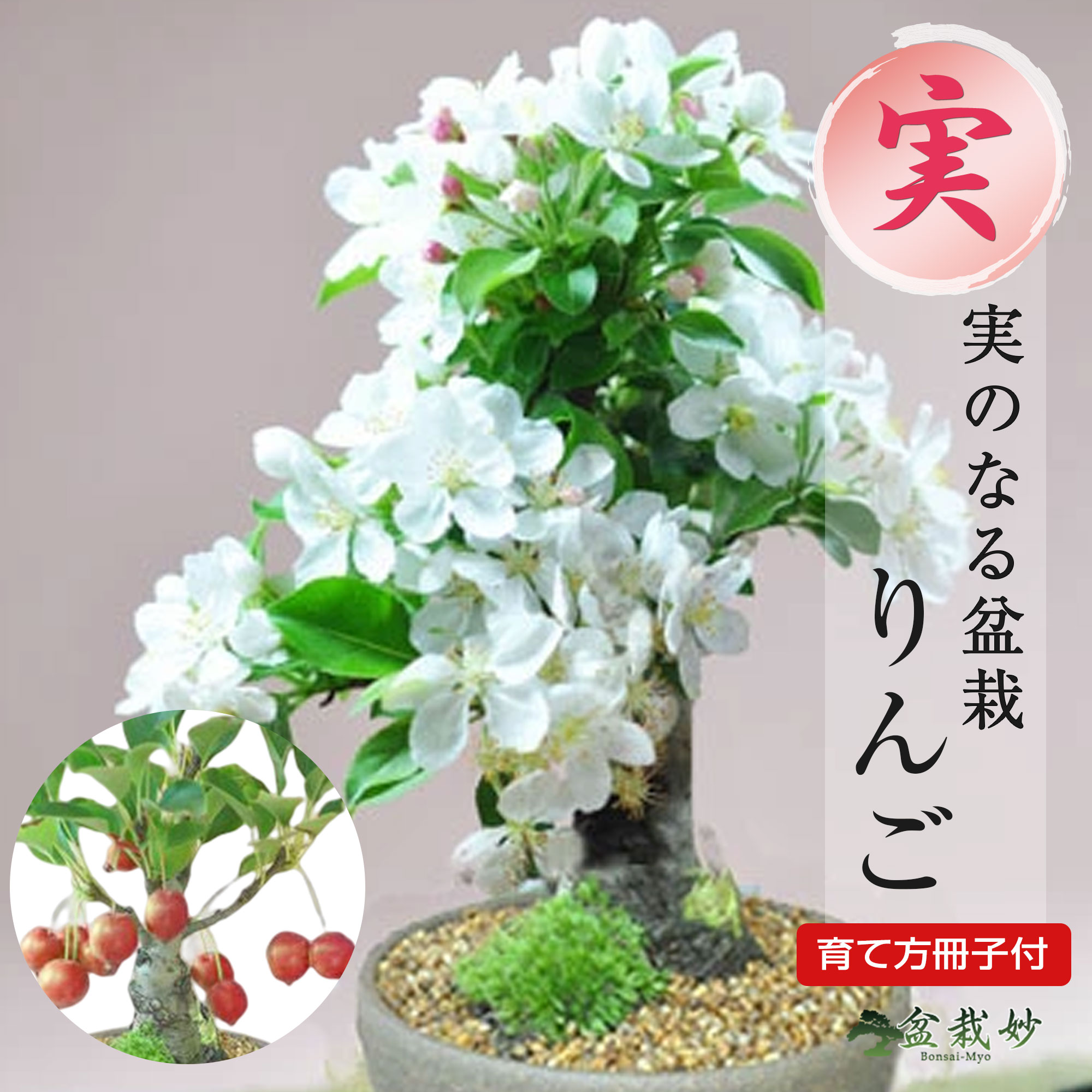 楽天市場】千寿姫 盆栽の通販