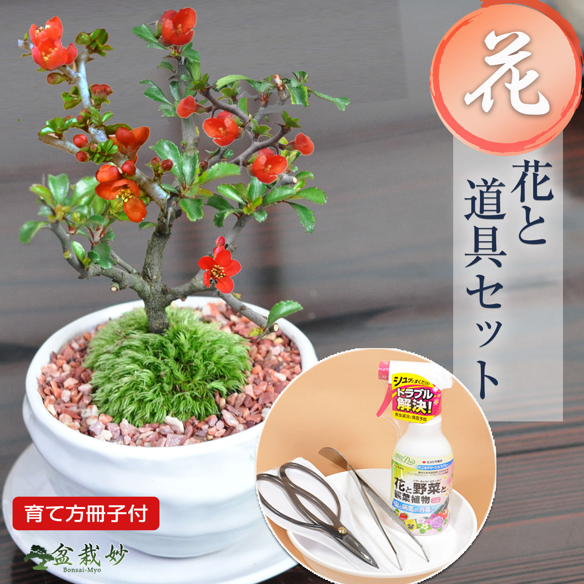 楽天市場】盆栽 ミニ長寿梅とはじめての4点道具セット 信楽焼つぼ鉢