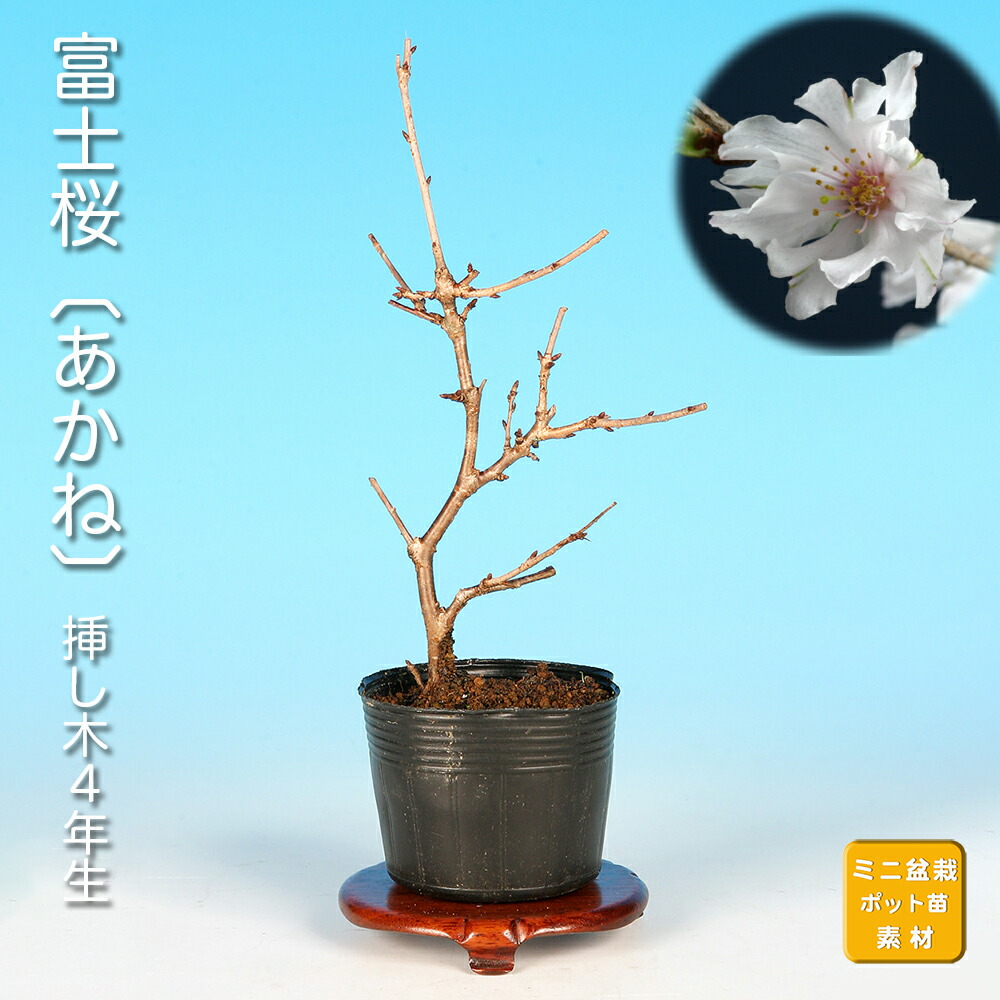 植木 盆栽 富士桜」の人気商品一覧 | 安い商品を通販サイトから探す