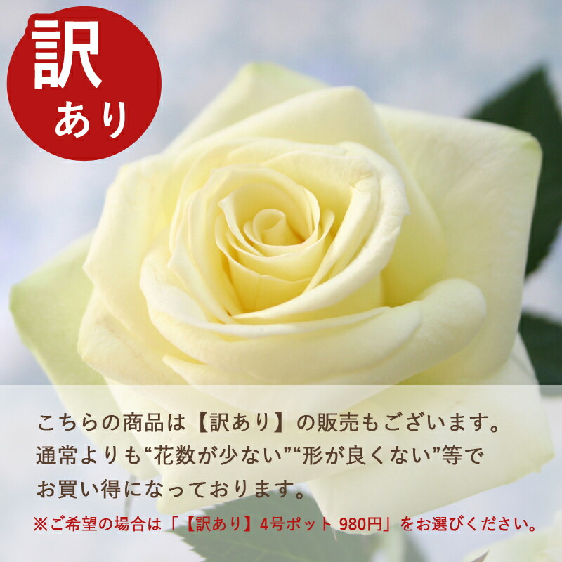 楽天市場】ミニバラ【大輪系】ベルガモ・フォーエバー（4号） ミニバラ