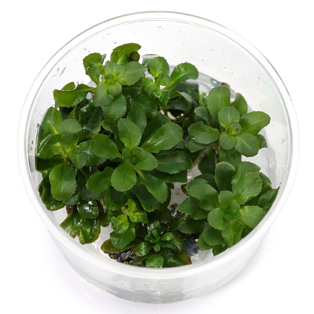 楽天市場】（水草）組織培養 ルドウィジアsp．ビローサ（スファエロ