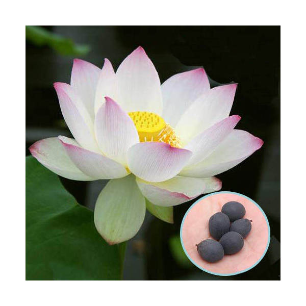 楽天市場】ハスの通販