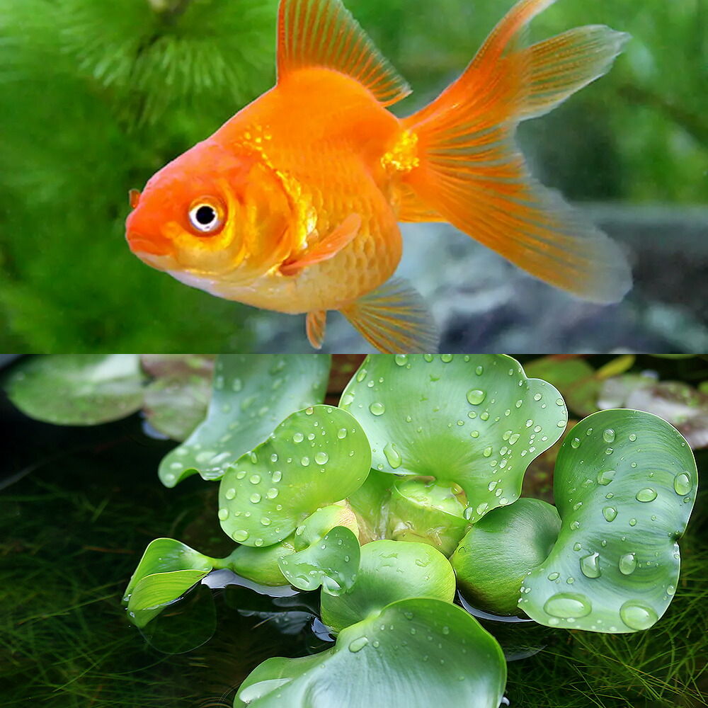 楽天市場】（国産金魚）（水草）琉金（1匹） ＋ホテイ草（1株