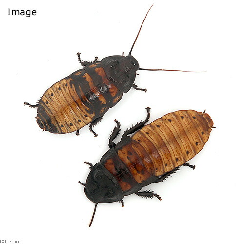 楽天市場】（昆虫）マダガスカルゴキブリ ポルテントーサ（1匹