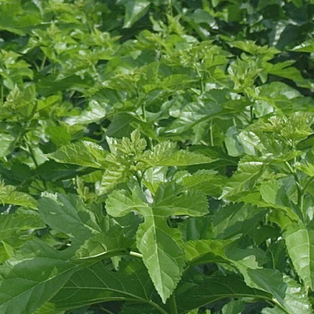 楽天市場】NEW 桑の葉美人 青汁(抹茶風味) 正規品 機能性表示食品