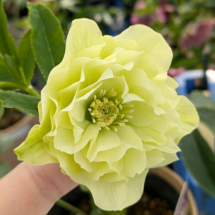 楽天市場】【現品】クリスマスローズ 多弁ダブル咲き イエロークリーム