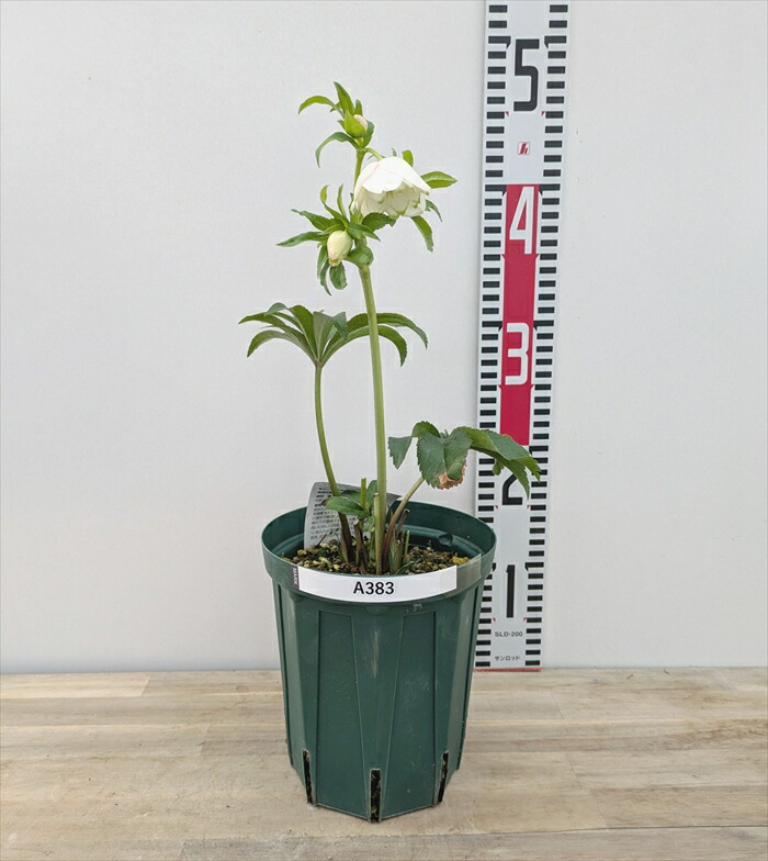 楽天市場】【現品】クリスマスローズ 実生苗 ダブル咲き グリーン