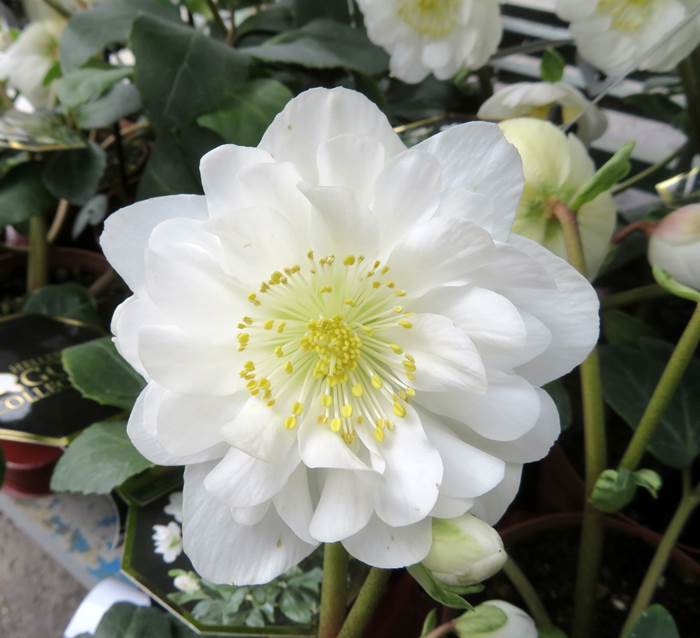 楽天市場】クリスマスローズ HGC ツインスピリッツ 5号【八重咲き