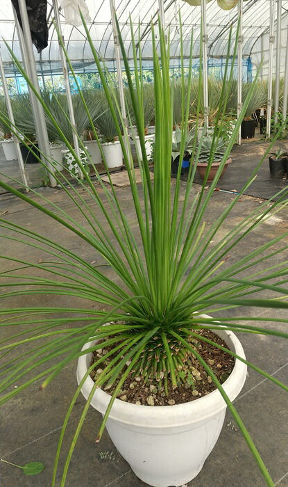 楽天市場】【現品】アガベ ゲミニフローラ 10号鉢植え 高さ50cm