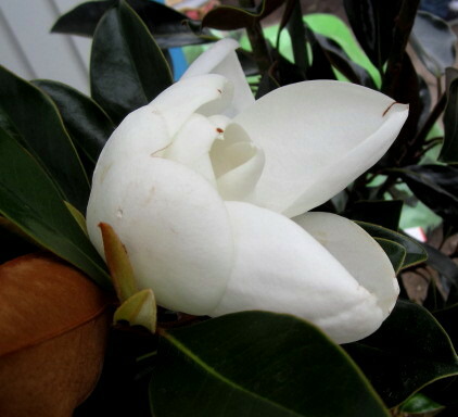 楽天市場】【選べる現品発送】四季咲きタイサンボク リトルジェム