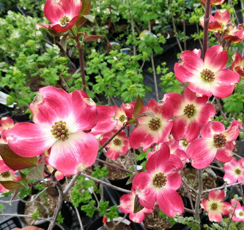 楽天市場】花水木（ハナミズキ） 桃花 5号 苗木 : 千草園芸