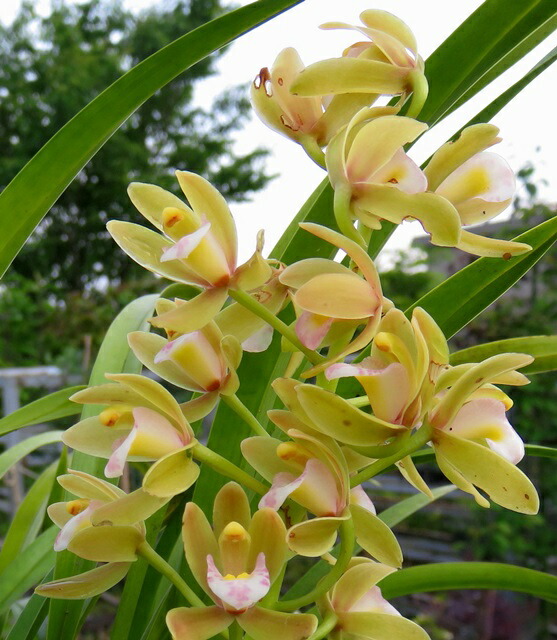 楽天市場】白花キンリョウヘン（金稜辺）・蜜蜂蘭（ミツバチラン