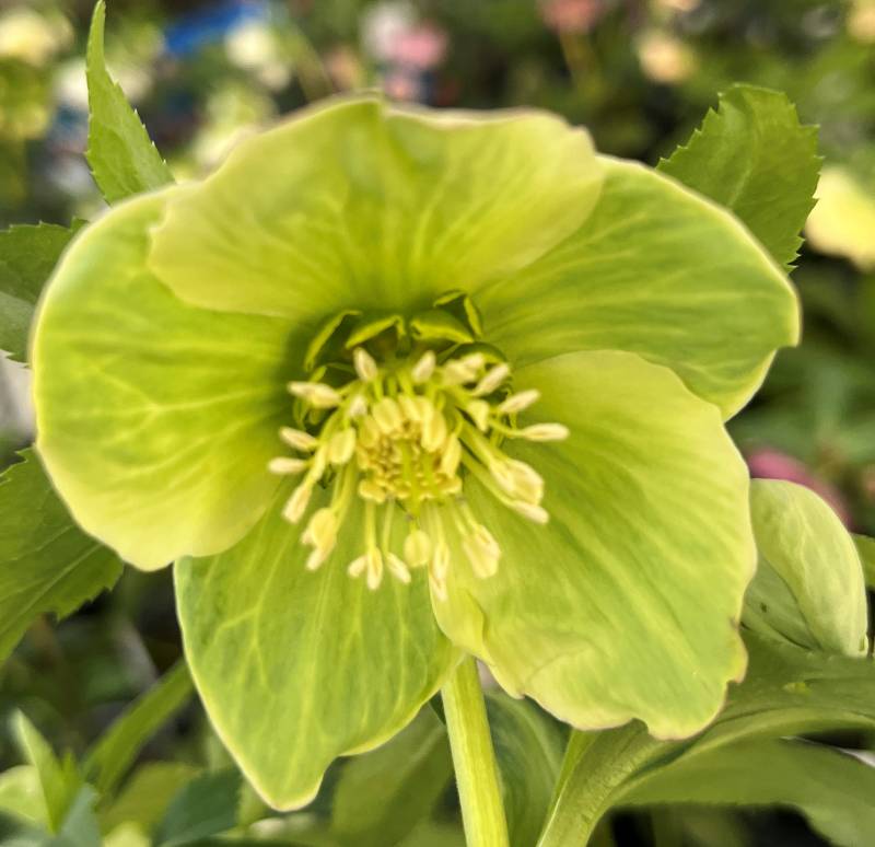 楽天市場】【現品】クリスマスローズ 一重咲き リグリクス（芳香