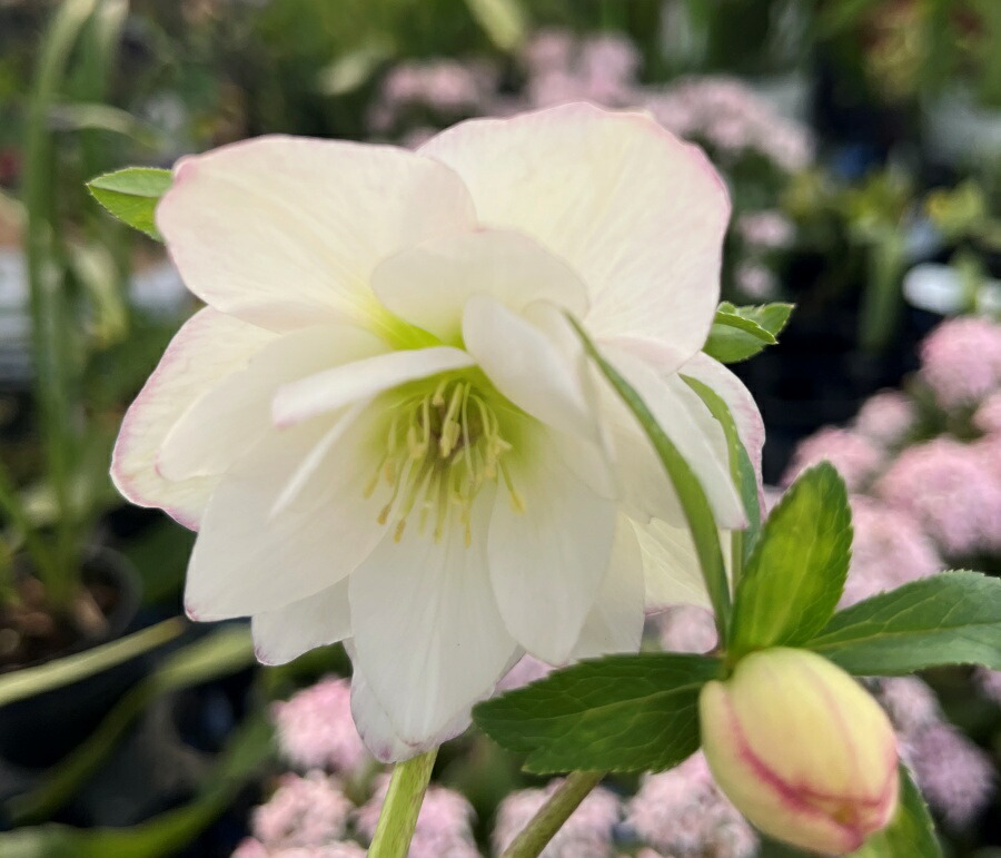 楽天市場】【現品】クリスマスローズ ダブル咲き ホワイト系 爪リップ