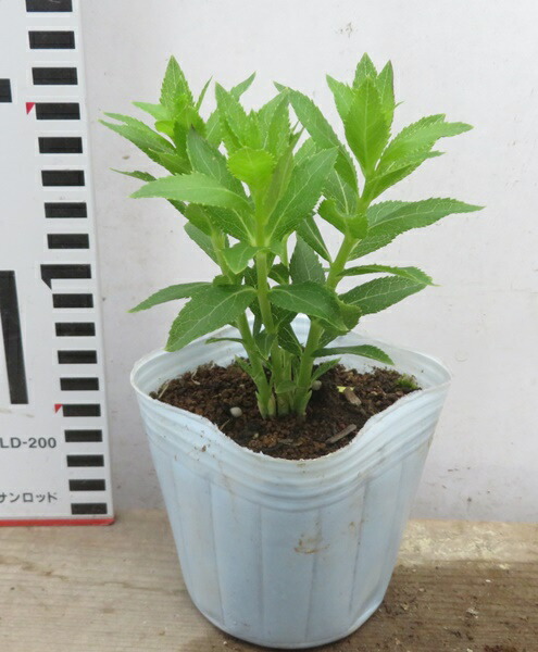 楽天市場】桔梗(キキョウ)苗 高性種 一重咲き 紫絞り咲き 3号苗