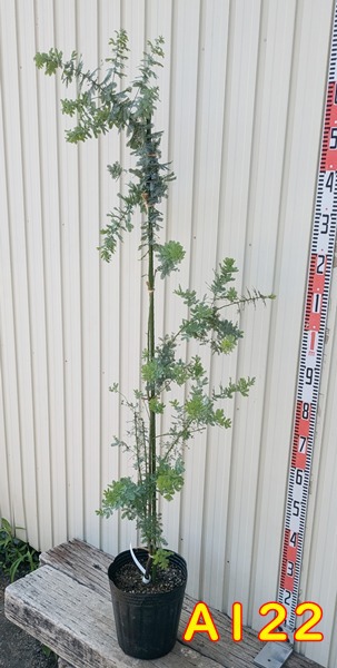 楽天市場】【現品】ミモザアカシア 8号 苗木A122 : 千草園芸